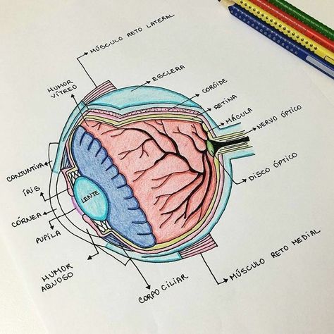 خريطة ذهنية, Eye Anatomy, Medicine Notes, Medicine Studies, Nurse Study Notes, Medical Student Study, Medicine Student, Biology Lessons, Medical School Motivation