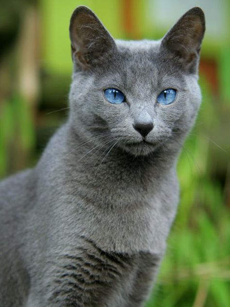 Sagestar, tom, founder and current leader, 9/9 lives left, loyal, brave, and kind, but fierce when angry. No mate or kits. Me Russian Cat, Nebelung, American Bobtail, Korat, Cat With Blue Eyes, Russian Blue Cat, Image Chat, Gray Cat, Airbrush Art