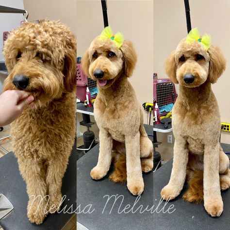 Female Goldendoodle Haircut, Doodle Haircut Styles Summer, Labordoodle Haircuts, Bordoodle Grooming, Straight Hair Doodle Cuts, Summer Doodle Haircut, Golden Doodle Cuts, Doodle Cuts Goldendoodle Haircuts, Teddy Bear Doodle Haircut