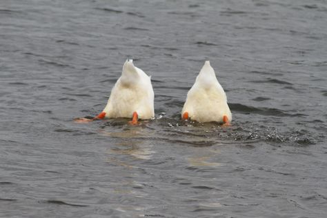 Duck Boots Outfit Winter, Duck Mood, Ducks Aesthetic, Ducks In Love, Duck Photos, Duck Aesthetic, Duck Boots Outfit, 2 Ducks, Duck Nail