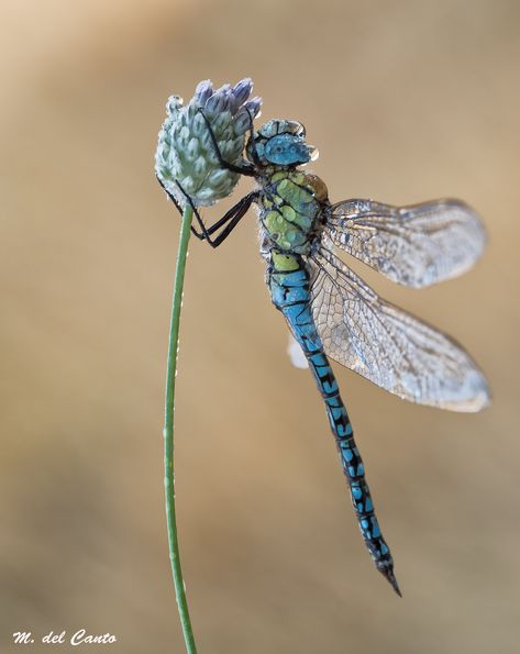 Dragonfly Images, Dragonfly Drawing, Dragonfly Photos, Dragon Flys, Dragonfly Painting, Gossamer Wings, Damselflies, Dragon Flies, Dragonfly Dreams