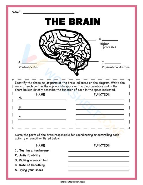 We have a list of Science Worksheets, such as Functions of the Parts of the Brain,...You can download the PDF below, Download: Printable science worksheets for our children. #worksheets #englishworksheets #scienceworksheet #printable #preschool #homeschooling #educationalresources #learningmaterials Nervous System Worksheet, Nervous System Diagram, Free Science Worksheets, Brain Diagram, Nervous System Activities, Human Nervous System, 6th Grade Science, Brain Science, The Nervous System