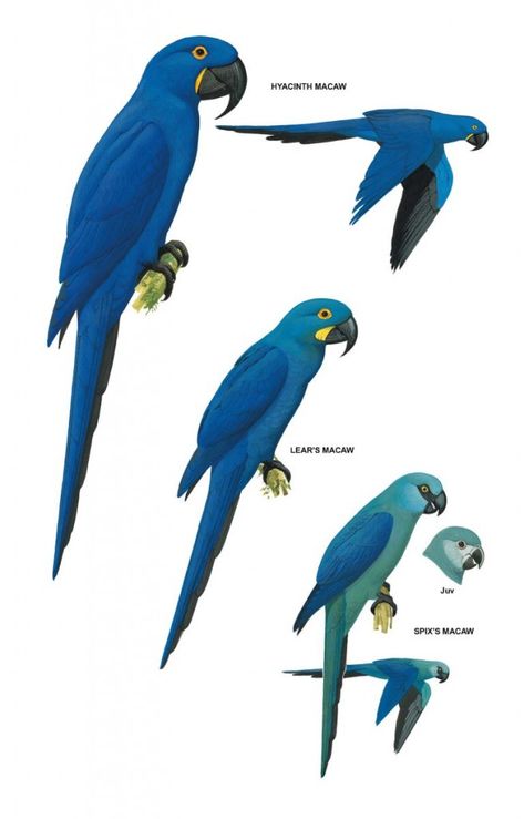 Blue Macaw Drawing, Rio Parrot, Macaw Drawing, Spix Macaw, Blue Macaws, Macaw Art, Parrot Tattoo, Animal Infographic, Blue Macaw