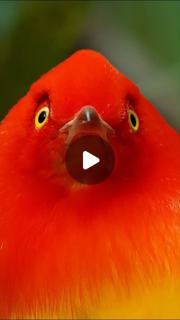 Birds Lover on Instagram: "🌈 Witness the breathtaking ballet of love in the wild! 🕊️🎶 Rare footage of a vibrant, majestic male bird dancing for his potential mate! 💃✨ Credit 👉 @bbcearth . . . #bowerbird #birds #bird #naturephotography #birdsofinstagram #wildlife #birdphotography #wildlifephotography #naturelovers #birdlovers #birdwatching #nuts_about_birds #birdstagram #bestbirdshots #birds_captures #bird_brilliance #your_best_birds #birds_adored #best_birds_of_ig #kings_birds #best_birds_of_world" Bird Dancing, Beautiful Bugs, Birdwatching, Bird Photography, In The Wild, Bird Lovers, Bird Watching, Wildlife Photography, Sea Creatures