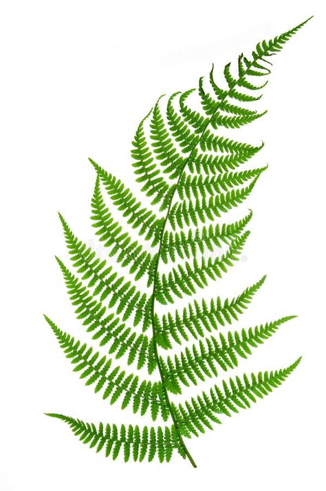 Papan Tulis Kapur, Fern Images, Fern Tattoo, Botanical Tattoo, Fern Leaf, Leaf Drawing, Botanical Drawings, Skin Art, Arte Floral