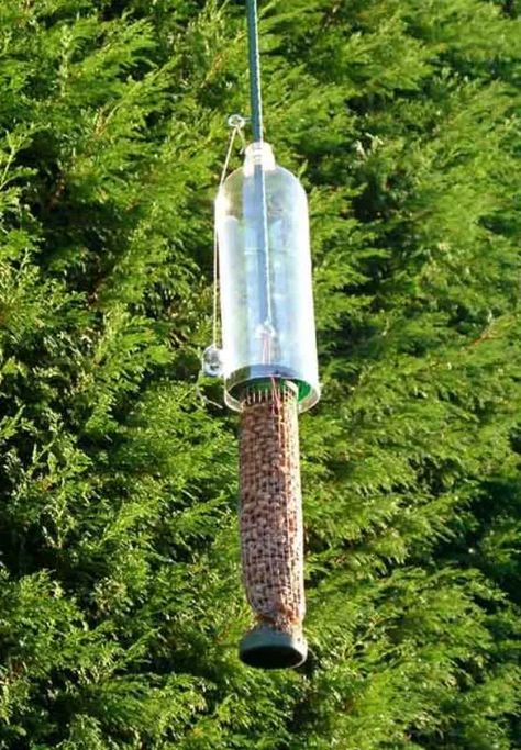 10 Brilliant DIY Squirrel-Proof Bird Feeder Ideas - Garden Lovers Club Squirrel Proof Bird Feeder Diy, Squirrel Baffle Diy, Bird Feeder Baffle, Squirrel Repellant, Squirrel Feeder Diy, Squirrel Baffle, Squirrel Feeders, Squirrel Proof Bird Feeders, Garden Problems