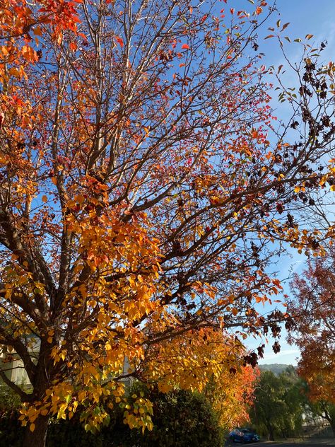 #fallaesthetic #autum #fall #nature #falltrees Brandon Core, Fall Aesthetics, October Sky, Christian Fall, Fall Nature, Fall Mood Board, Fall Mood, Seasons Change, Fall Inspo