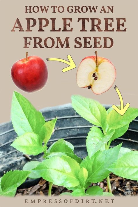 How to grow an apple tree starting with seeds from an apple from the grocery store. Planting Apple Trees, Growing Apple Trees, Apple Tree Care, Apple Tree From Seed, Fruit Trees In Containers, Planting Fruit Trees, Fruit Tree Garden, Growing Vegetables In Pots, Growing Fruit Trees