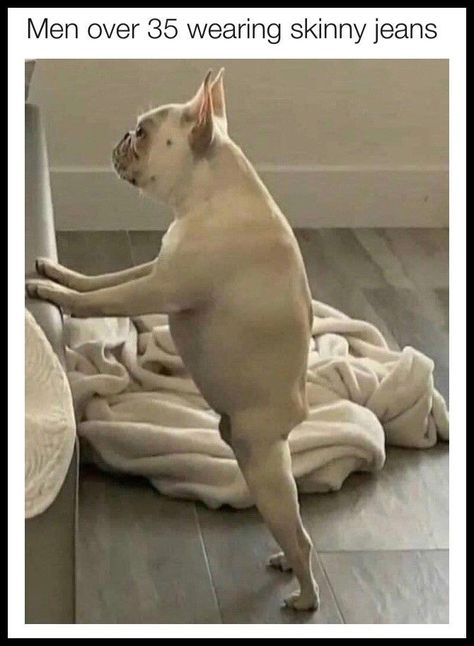 Bulldog Meme, French Bulldog Mix, Lol Funny, Funny Animal Jokes, Animal Jokes, Funny Animal Pictures, Dog Memes, Cute Funny Animals, Bull Terrier