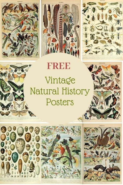 Vintage Natural History Posters, Vintage Scientific Drawings, Natural History Bedroom, Vintage Scientific Illustration, Natural History Decor, Vintage Science Posters, Nature Cabinet, Print Out Wall Art, Science Artwork