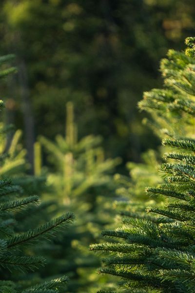 From Nordmann Fir to Blue Spruce... Christmas Tree Types, Real Christmas Trees, Fraser Fir Christmas Tree, Blue Spruce Tree, Tree Types, Types Of Christmas Trees, Norway Spruce, Spruce Christmas Tree, Fraser Fir