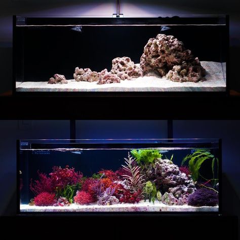 Reef Aquascaping, Tank Terrarium, Saltwater Aquariums, Fish Tank Terrarium, Aquascape Design, Fish Tank Design, Marine Tank, Sea Scape, Tropical Fish Aquarium