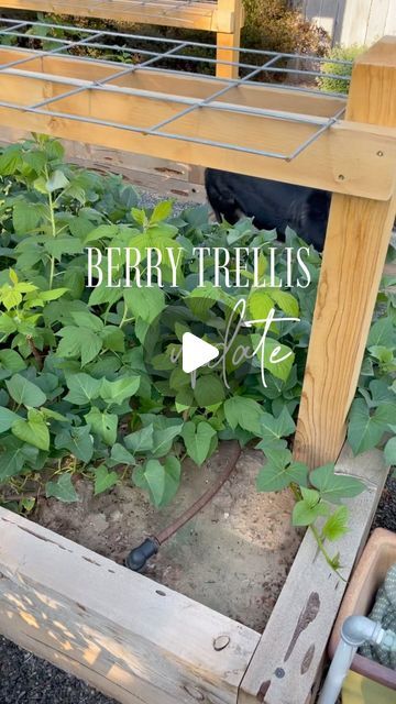 SHERIDEN on Instagram: "Berry trellis update! These are first year plants and for those of you who haven’t grown raspberries and blackberries before, the first year is really about growing a strong root system, which means top growth is limited. But we are finally getting enough growth to reach the trellis panels. As shoots grow, I will continue to help them pop through the panels to keep them upright and save some space in the garden. I am expecting some wild growth next year as these have established well! And for those of you who are curious, purple sweet potatoes are planted on the edges of my raspberry bed - it was a great way to utilize the space while the berries established this year. For the original trellis post, scroll back or see the highlight on my profile.
.
.
.
#blackberries Blackberry Growing Trellis, Thornless Blackberry Trellis, Blackberry Support Ideas, Berry Trellis Ideas, Trellising Raspberries, Raspberry Plants Trellis, Trellis Raspberries, Raspberry Garden Ideas, Raspberry Trellis Ideas