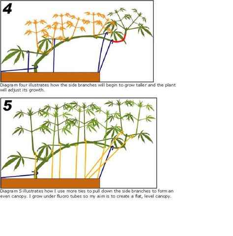 A Complete Guide to Topping, Training and Pruning | International Cannagraphic Magazine Forums Plant Training, How To Grow Taller, Mother Plant, Growing Indoors, Growing Herbs, Message Board, Medicinal Plants, Small Plants, How To Grow