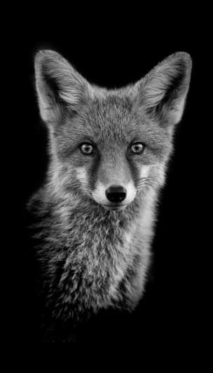 In pictures: Wildlife up close - Claudio Gotsch - BBC News Scratchboard Art, Fox Art, Black And White Pictures, Black Paper, Black And White Photographs, Wildlife Art, Magazine Art, Black And White Photography, Animal Photography