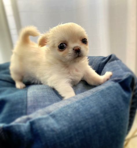 Cream White Teacup Chihuahua Puppies Available For Sale Big Dogs Breeds, Biggest Dog In The World, Teacup Puppy, Biggest Dog, Teacup Chihuahua Puppies, Cute Teacup Puppies, Pom Dog, Westie Puppies