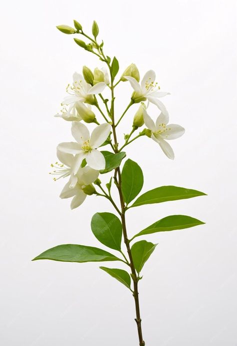 Premium Photo | Green organic jasmine flower on white background Syrian Jasmine Flower, Dian Masalanta, Jasmine Flower Photography, Green Flowers For Wedding, Jasmine Flower Painting, Jasmine Flower Art, Star Jasmine Flower, Jasmine Flower Drawing, Jasmine Painting