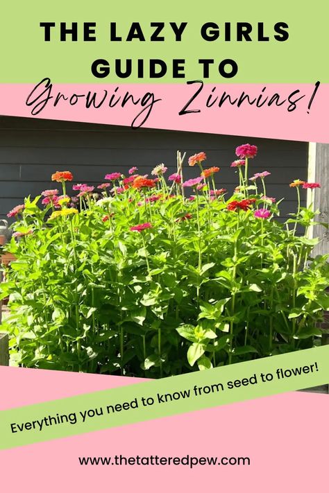 Save Zinnia Seeds, What To Plant With Zinnias Flower Beds, Zinnias In Flower Bed, Collecting Zinnia Seeds, Raised Zinnia Beds, Raised Flower Garden Beds Layout, Zinnias In Raised Beds, Summer Planting Flowers, Zinnia Raised Bed