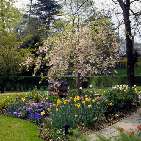 Weeping-Cherry Bulb Border Design, Bulb Flower Bed, Spring Bulbs Garden Ideas, Bulb Garden Ideas, Bulb Garden Design Layout, Bulb Garden Design, Flower Garden Ideas Backyard, Backyard Flower Garden Ideas, Spring Bulb Garden