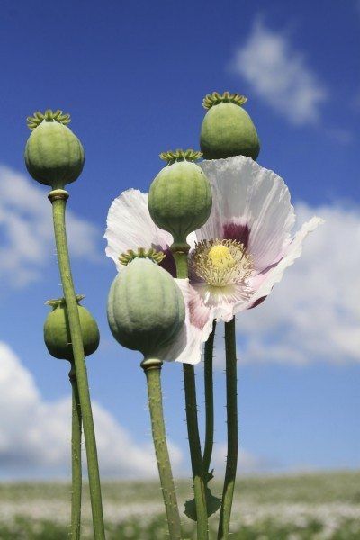 Growing Poppies, Poppy Flower Tattoo, Poppy Pods, Poppy Seed Dressing, Poppies Tattoo, Poppy Art, Meteor Garden 2018, Poppy Painting, Blue Poppy