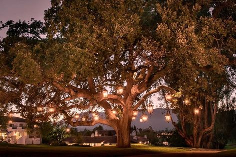 "My personal favorite sight was the resort’s 200-year-old oak tree positively dripping with gorgeous handcrafted lanterns. The 28 wrought… Outdoor Lanterns Patio, Lanterns In Trees, Tree Wedding Decorations, Pch Road Trip, Ojai Valley Inn And Spa, Oak Tree Wedding, Pacific Coast Highway Road Trip, Ojai Valley Inn, Outdoor Lighting Ideas