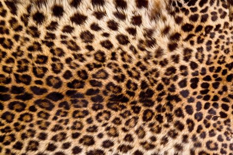 #skin #fur #leopard #texture #animal #fur #4K #wallpaper #hdwallpaper #desktop Back To School Nails, Leopard Skin, Print Wallpaper, Leopards, Cheetah Print, High Quality Art Prints, Find Art, Desktop Wallpaper, Animal Print Rug