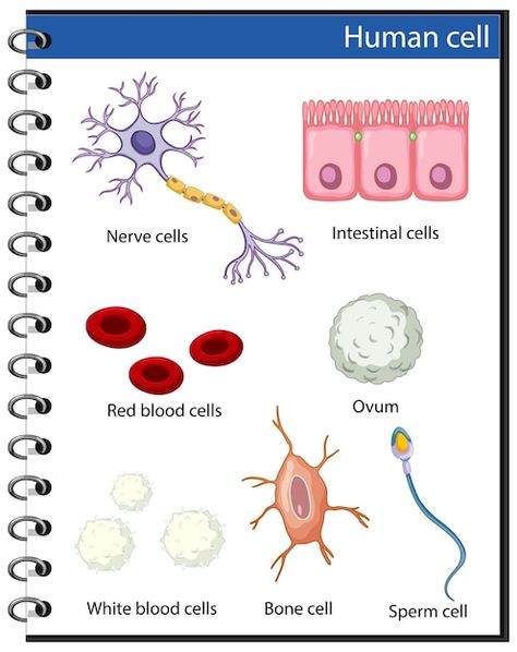 Free vector information poster on human ... | Free Vector #Freepik #freevector #ovum #human-cell #blood-cells #nerve-cell Human Skeleton Parts, Cells Drawing, Cell Drawing, Human Knee, Anatomy Education, Human Cells, Scientific Poster, Christmas Decorations Apartment, Information Poster