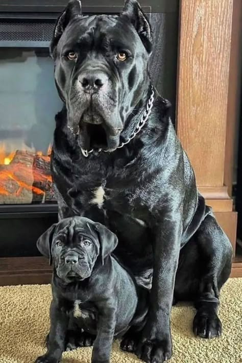 Black Cane Corso Dog breed King Corso Dog Puppies, Baby Cane Corso, Big Dog And Small Dog, Cane Corso Dog Puppies, Turkish Kangal Dog, Can Corso, King Corso Dog, Therapy Dogs Breeds, King Corso