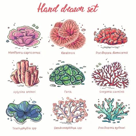 Ocean Coral Drawing, Coral Reef Drawing, Coral Drawing, Ocean Plants, Fish Tank Terrarium, Coral Draw, Underwater Plants, Marine Plants, Sea Plants