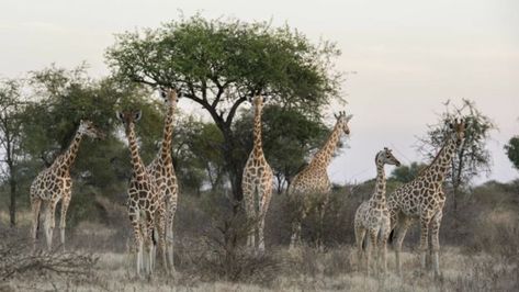 Giraffes in the Zakouma National Park in Chad Grassland Biome, Savanna Grassland, National Geographic Expeditions, Lion Africa, Joel Sartore, Wildland Fire, Safari Tour, Biome, Game Reserve