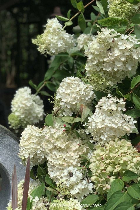 Hydrangea paniculata 'Pee Gee' in bloom Hydrangea Types, Pee Gee Hydrangea, When To Prune Hydrangeas, Hardy Hydrangea, French Hydrangea, Hydrangea Petiolaris, Big Leaf Hydrangea, Types Of Hydrangeas, Smooth Hydrangea