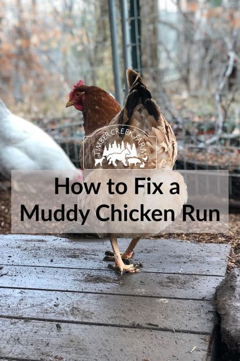 How to Fix a Muddy Chicken Run - Timber Creek Farm Chickens Around Garden, Chicken Run Enclosure, Chicken Pond Ideas, Winterizing Chicken Coop Run, Chicken Coop Border, Fun Things To Put In A Chicken Run, Pallet Chicken Run Diy Easy, Chicken Run In Garden, Chicken Run Toys Diy