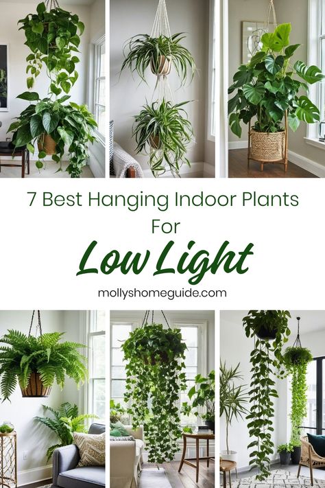 Discover the best hanging indoor plants for low light. These low maintenance, hard to kill indoor plants are perfect for spaces with limited sunlight. From lush greenery to airy vines, these indoor hanging plants thrive in low light conditions making them ideal choices for bathrooms with no windows. Add a touch of nature to your home with these beautiful and easy-to-care-for low light houseplants. Lowlight Indoor Plant, Good Shower Plants, Indoor Plant Low Light, Plants That Are Hard To Kill, Small Low Light Plants Indoor, Low Light Vine Plants Indoor, Indoor Plants Lighting, Hanging Plants In Bathroom Ideas, Low Light High Humidity Plants