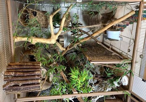 Introducing Bioactive and Naturalistic Principles to Your Rat Cage Bioactive Mouse Enclosure, Natural Rat Cage Setup, Rat House Ideas, Budgie Cage Setup Ideas, Naturalistic Rat Cage, Rat Enrichment Ideas, Bioactive Rat Cage, Degu Cage Ideas, Natural Rat Cage