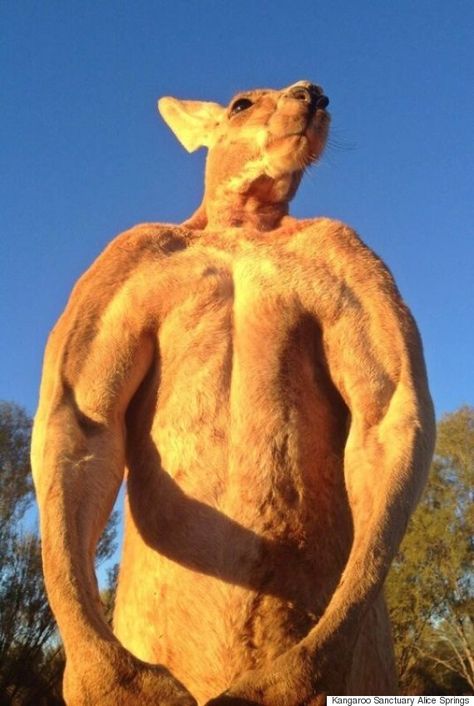 While Roger's arms look remarkably swole, it's his legs that pose a real threat to anyone dumb enough to tangle with him. Barnes, who goes by "Brolga" (an Aboriginal word meaning "Crane"), said that a well-placed kick from a red kangaroo can be lethal. "Don't mess with a 'Big Red.' They'll disembowel you ... or worse," Buff Kangaroo, Kangaroo Jack, Metal Buckets, Red Kangaroo, Kangaroo Paw, Random Items, Metal Bucket, 200 Pounds, Visit Australia