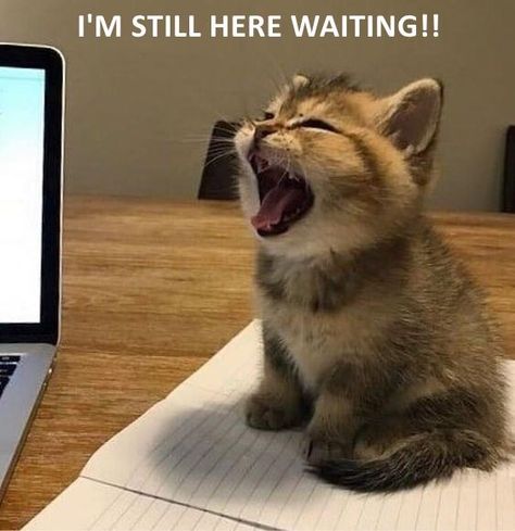 I'M STILL HERE WAITING!! Cats And Books, Small Kittens, Cat Meme, Cute Kitties, Adorable Cats, Kittens Funny, Funny Cat Memes, Cute Cats And Kittens, Cat Pictures