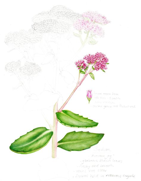 Sedum Autumn Joy, Lizzie Harper, Hay Meadow, Sketchbook Studies, Watercolour Botanical, Plant Sketches, Fungi Art, Botanical Sketchbook, Fantastic World