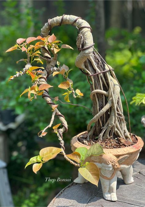 Japan Bonsai 🇯🇵 | Ficus rumphii 🌳😊😬🙏 How To Grow Bonsai, Ficus Bonsai, Bonsai Ficus, Bonsai Techniques, Bonsai Soil, Garden Decor Projects, Bonsai Art, Art Tree, Bonsai Plants