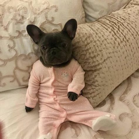 14 Hilarious Pictures Of French Bulldogs To Brighten Your Day Clothes, Dogs, Pink, Small Dog, French Bulldog, Bulldog, A Small, Pajamas, Bed