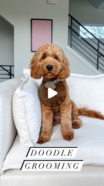 ZOEY | mini goldendoodle on Instagram: "Doodle grooming instructions ✂️🧸  This is one of our all-time fav cuts from last summer! We are trying out a new groomer soon, so will do our best to communicate with her 🤎 wish us luck!! 🤞  Pls comment below if you’re more nervous about your dog’s haircut than about your own 😆 . . . . . . #doggrooming #doggroomer #doodlegrooming #teddybeardog #goldendoodle #doodlesofinstagram #beforeafter #labradoodle" Labradoodle Haircut Style Summer, Labradoodle Face Grooming, Doodle Face Grooming, Doodle Cuts Goldendoodle Haircuts, Golden Doodle Teddy Bear Haircut, Labradoodle Puppy Cut, Mini Golden Doodle Full Grown, Mini Golden Doodle Haircut, Goldendoodle Grooming Haircuts