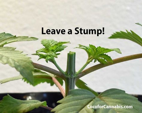 Growing Cannibas From Seed, Indoor Cannibas Growing, Growing Cannibas From Seed Indoor, Plant Training, Medicinal Wild Plants, Plant Bud, Plant Ties, Magic Herbs, Growing Seeds