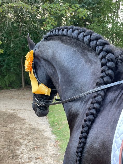 Horse With Curly Hair, Horse With Braided Mane, Horse Hair Braiding Ideas, Horse Tail Braid Ideas, Horse Hairstyles Ideas, Hairstyles For Horses, Quick Hairstyles Short, Horse Braids Mane, Horse Hair Styles