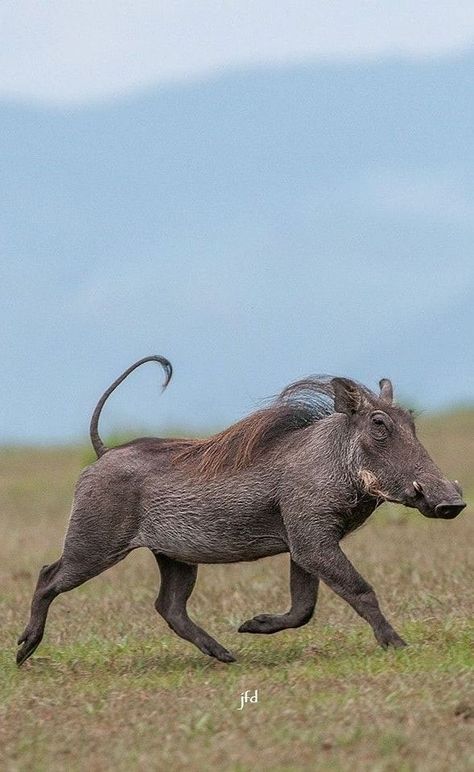 Warthog Photography, African Antelope, Wild Pig, Africa Wildlife, Unusual Animals, Rare Animals, African Wildlife, African Animals, Unique Animals