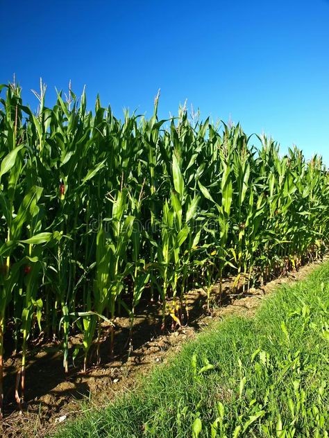 Cornfield stock images Blue Zone Diet, Wild Diet, Wizard Of Oz Play, Midwest Gothic, Crop Field, Poster Reference, Magazine Shoot, Zone Diet, Visual Reference