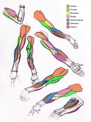 Michael Hampton Michael Hampton, Arm Anatomy, Arm Drawing, Human Body Anatomy, Anatomy Tutorial, Human Anatomy Drawing, Body Sketches, Muscle Anatomy, Human Anatomy Art