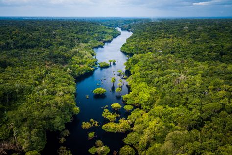 Amazon Rainforest, Brain Health, Nature Pictures, Ecology, Mother Nature, National Park, Brazil, National Parks, Trees