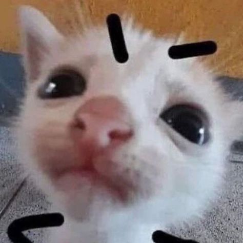 Daily Dose of Cute Cats on Instagram: "Cats with drawn on eyebrows 🤨 Follow Here! @cattomemers Follow Here! @cattomemers ~ 🎥 Credits: Unknown (please dm for credit or removal) ~ ~ Note: we don't own this video/picture, all rights go to their respective owners. lf the owner is not provided, tagged (meaning we couldn't fınd who is the owner). pls DM and the owner will be tagged shortly after or post Will be removed if wanted. ~ ~ IGNORE! #kitty #kittygram #catmemes #catselfie #kittens_of_world Drawn On Eyebrows, Posts On Instagram, Cute Cats, Eyebrows, Tap