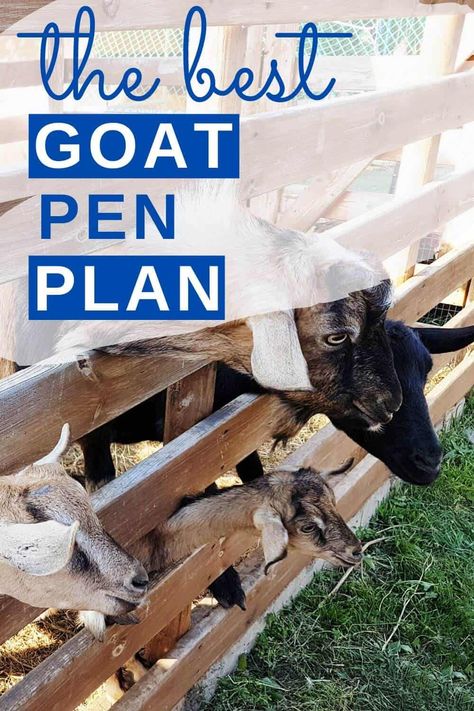 Goat Pens, Goat Shelters, Goat Fencing, Goat Milking Stand, Homesteading Diy Projects, Homestead Diy, Goat Health, Homesteading Life, Goat Shelter