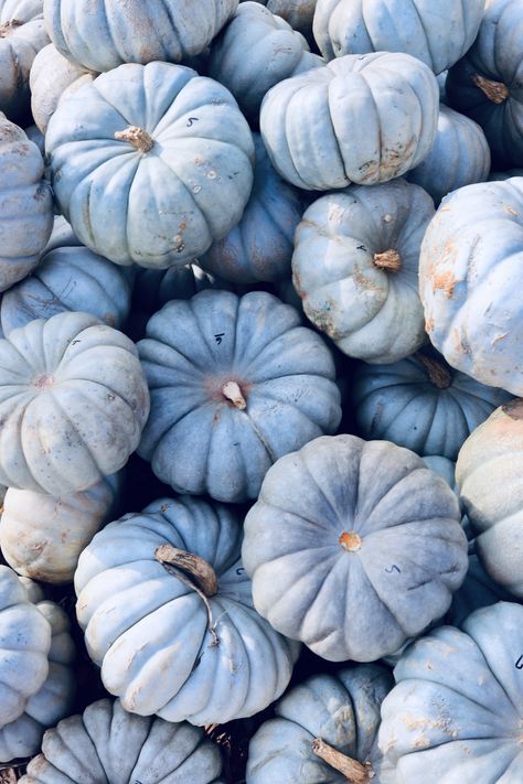 Navy Blue Fall Wallpaper, Blue Fall Wallpaper Aesthetic, Blue Autumn Wallpaper Iphone, Blue Pumpkin Aesthetic, Blue Fall Backgrounds Wallpapers, Blue Pumpkin Wallpaper Iphone, Dusty Blue Widget, Blue Pumpkins Wallpaper, Navy Fall Aesthetic