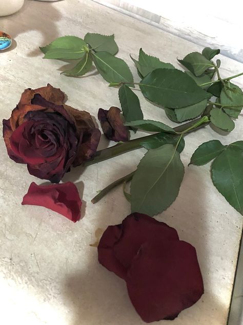 rose 
red rose
withered rose
flower
petals
leaves
aesthetic Withered Flower Aesthetic, Withered Rose Aesthetic, Withered Rose, Withered Flower, Rosé Aesthetic, Flowers Petals, Sketch Book, Collage, Flowers